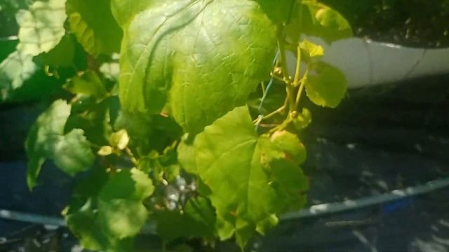 новинки винограду технічних сортів верона,kw-92-2,женева ред,петіт амі.крімсон перл.оцеола мускат. смотреть онлайн