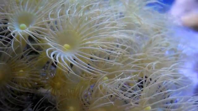 My Yellow Polyps - Relaxing video with soothing music смотреть онлайн