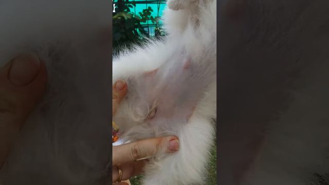 Белая девочка пом. смотреть онлайн