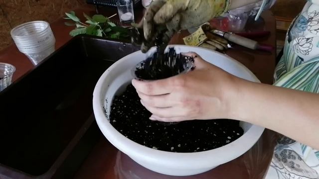 СРОЧНО ЧЕРЕНКУЮ ЖИМОЛОСТЬ | РАЗМНОЖЕНИЕ И ОМОЛОЖЕНИЕ КУСТОВ ЖИМОЛОСТИ смотреть онлайн