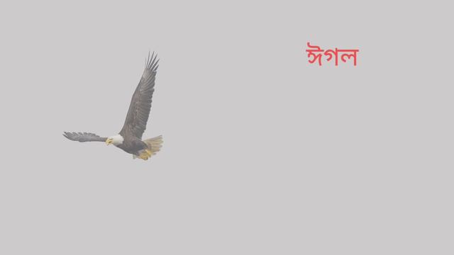 Name of Birds | Birds Name English & Assamese | Basic English Learning | Different Types of Birds смотреть онлайн