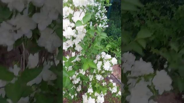 МАХРОВЫЙ ЧУБУШНИК "ПАМЯТЬ О ВЕХОВЕ" И "ЛУННЫЙ СВЕТ" #архитекторландшафтов #shortsvideo смотреть онлайн