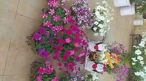 Petunia flower how to grow and maintain in Hindi
