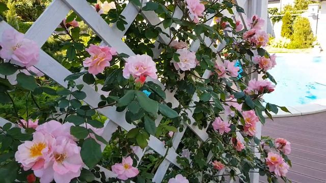 Clair Matin rose!?Плетистая флорибунда Клер Матэн только набирает силу в моём саду!? смотреть онлайн