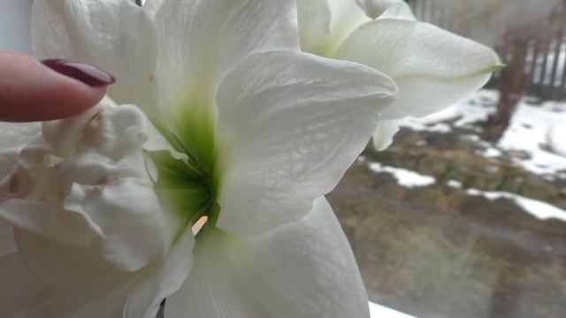 Гиппеаструм Акико. Магазинное цветение смотреть онлайн