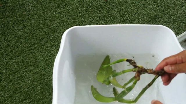 Catlleya Pudricion total por exceso de humedad & riego 🌾 😯.. смотреть онлайн