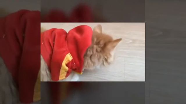 Волшебная страна смотреть онлайн