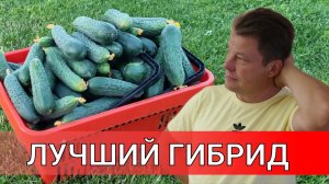 лучшие партенокарпические огурцы 2022, сравнение огурцов дарвин и кs80f1