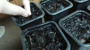 Альбиция из семян/ личный опыт/ ч 1 посадка