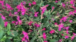 Милая и скромная смолевка! Нет конца цветению!