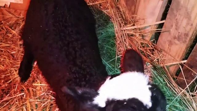 Окот овец в мороз|ОВЦЕВОДСТВО смотреть онлайн