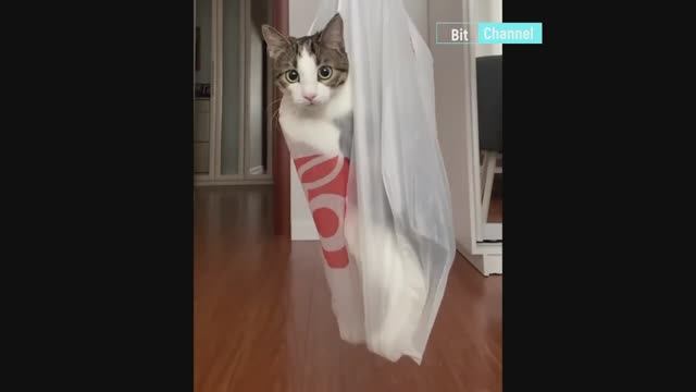 Ох уж эти ржачные животные. Смотрю и плачу от смеха. Смешная подборка смотреть онлайн