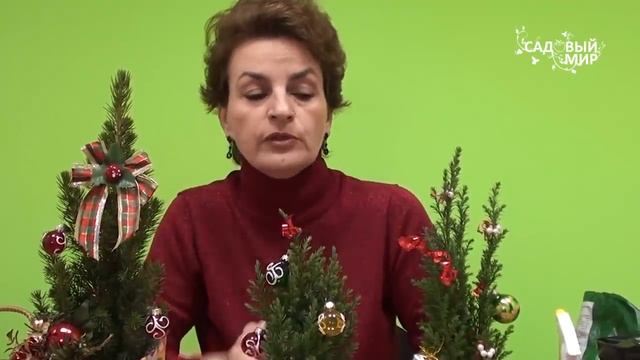 Как сохранить елочку купленную в магазине. Сайт "Садовый мир" смотреть онлайн
