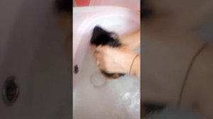 Как правильно купать морских свинок!