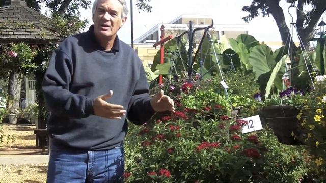 Pentas, heat loving annual смотреть онлайн
