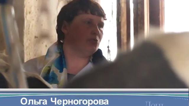 На базе ООО "Юбилейное" выбирали лучшего оператора машинного доения Северного куста смотреть онлайн