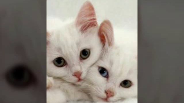 Самые маленькие животные в мире смотреть онлайн