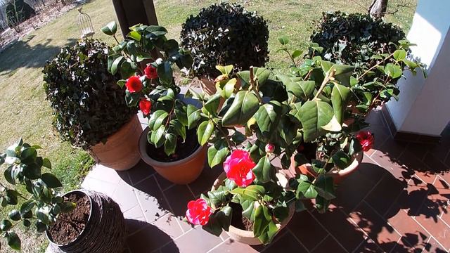 camelia - uprawa смотреть онлайн