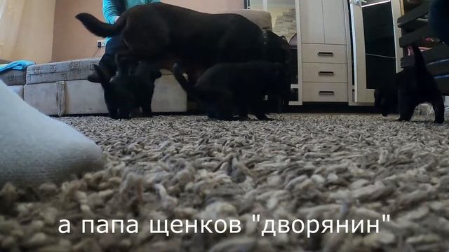 Как мы метиса лабрадора выбирали/ не реальная милота (Лу́на ♥) смотреть онлайн