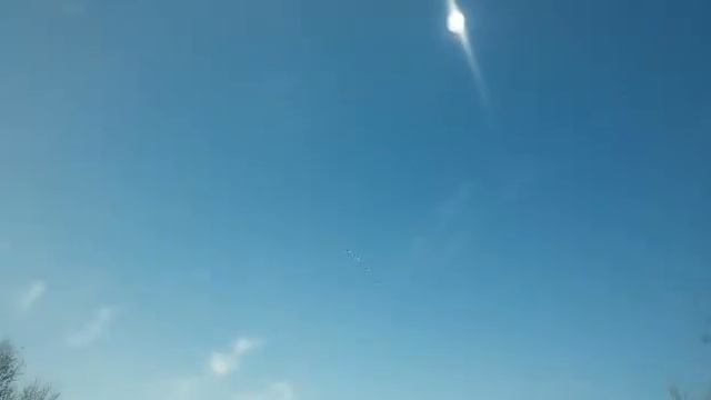 Лебеди перелет смотреть онлайн