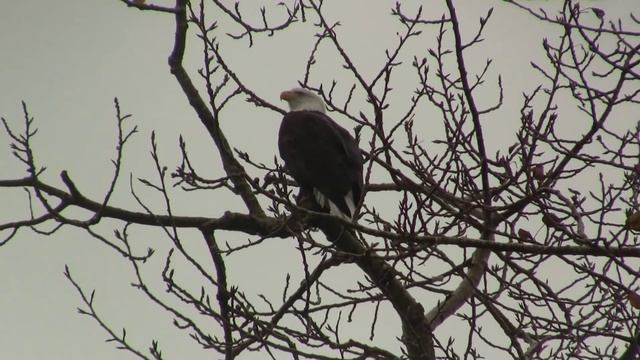 Bald Eagle, Call. Белоголовый орлан, крик (1072sp) смотреть онлайн