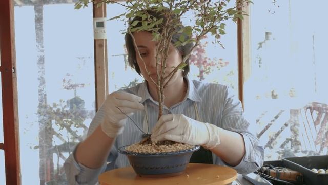 How To Make Bonsai Tree Fuji Cherry Or  Prunus Incisa Kojo-no-mai Bonsai Trees From Nursery Stock