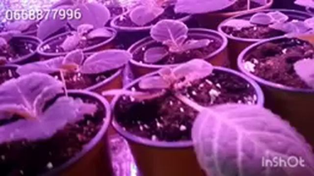 Мои сеянцы глоксиний активно растут на стилажє под подсветкой. смотреть онлайн