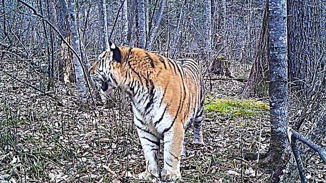 Amur (Siberian) tiger смотреть онлайн
