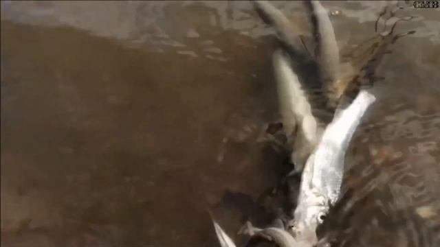 "Вот и лето прошло..." Часть первая. Забайкалье. Река Онон. Рыбалка. Сенокос. Видео. смотреть онлайн