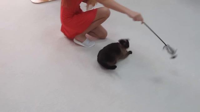 Релакс! КАФЕ КОШЕК 🐱 Cat Cafe Черкассы смотреть онлайн