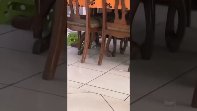 забавные котики