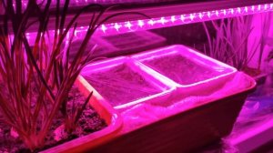 Всходы земляники из семян. Уход за молодой рассадой клубники. Подсветка.