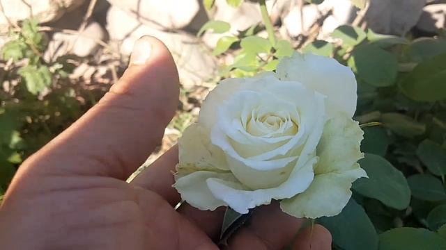 Tineke ( Inés ) / Herman H. Boerlage 1989 - rose - rosier - rosa - розы смотреть онлайн