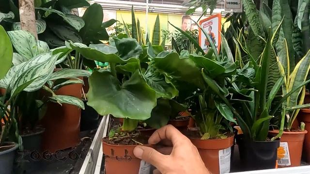 Поход в обычный магазин за товарами для лягушек. Жестко экономим. смотреть онлайн