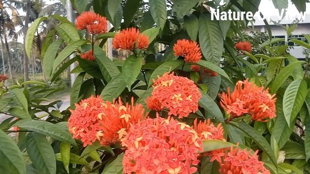 Vlog Ep-11 | Beautiful ixora coccinea flower in my garden смотреть онлайн