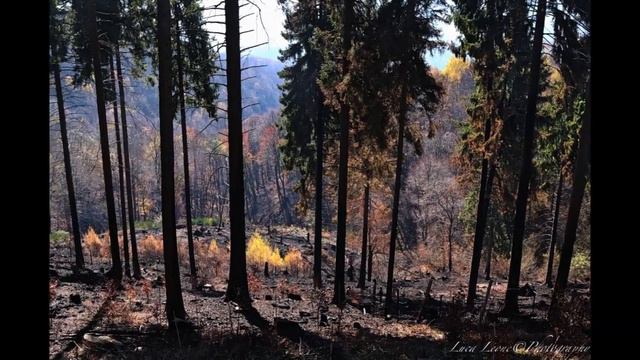 La battaglia del Campo dei fiori смотреть онлайн