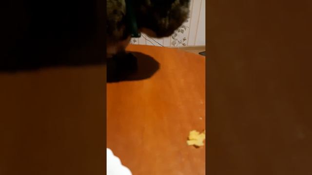 Кошка любит чипсы! WTF смотреть онлайн