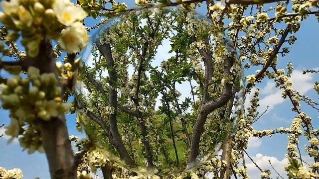 Как расцвела желтая слива, покрыв почти все дерево цветами / Звуки сада смотреть онлайн