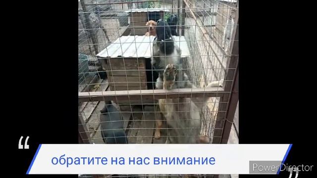 Дом хвостиков смотреть онлайн