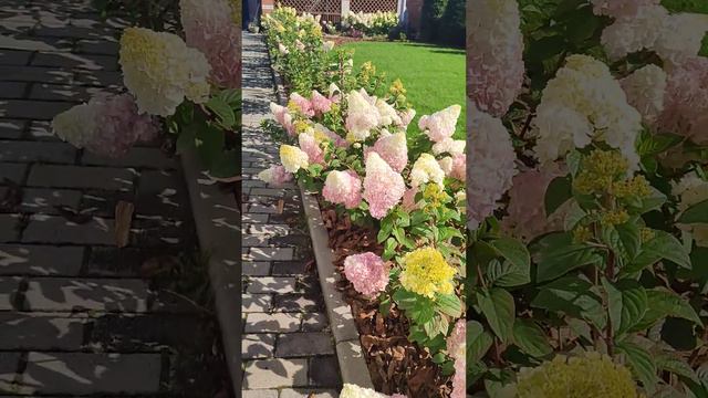 гортензия Сандей Фрайз смотреть онлайн