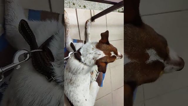 Накупали Хорру, вычëсываем на солнышке смотреть онлайн