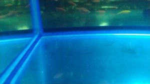 Обзор, нерест неона.