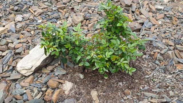 Dan Rose's смотреть онлайн