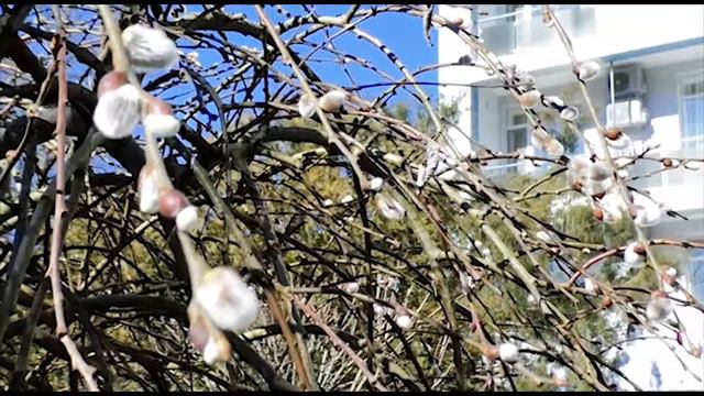 Верба возле санатория "Предгорье Кавказа" зацвела в середине февраля смотреть онлайн