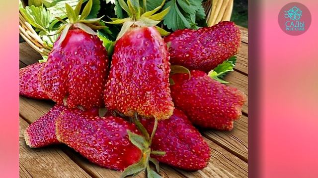 Рассада земклуники Купчиха смотреть онлайн