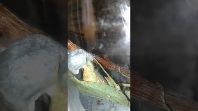 кокон богомола смотреть онлайн