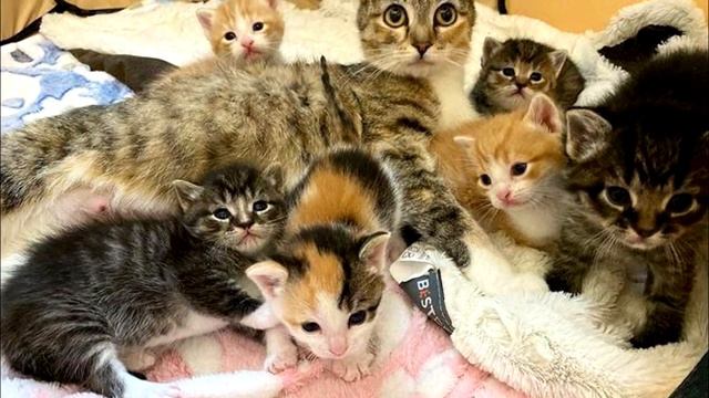 Собака не сдержала инстинктов, увидев котят! Только посмотрите, что она сделала! смотреть онлайн