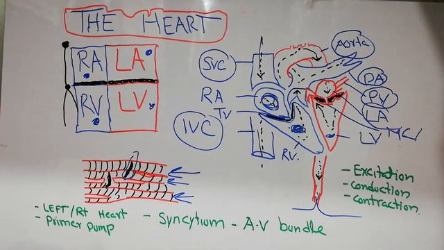 The cardiovascular system (CVS) physiology lecture 1. The human heart, how heart pumps blood. смотреть онлайн
