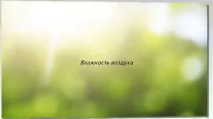 Плющ Хедера Хеликс (обзор, уход, разведение)