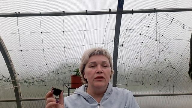 Перевалка бегонии на постоянное место в кашпо. Бегония Хула новинка в моем саду. смотреть онлайн